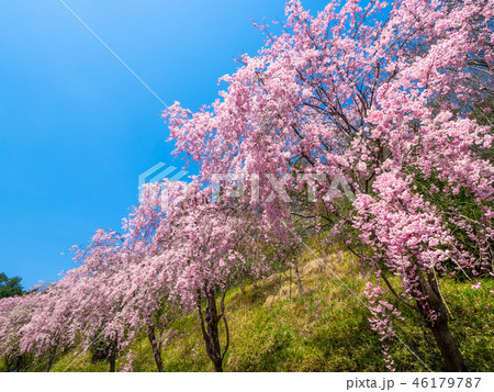 ミホミュージアムの枝垂れ桜 46179787