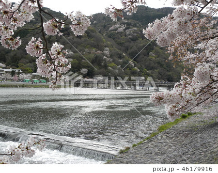 嵐山-桜 46179916