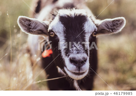 Cute goat in a field, close-up 46179985