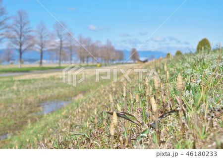 びわ湖のツクシ 46180233