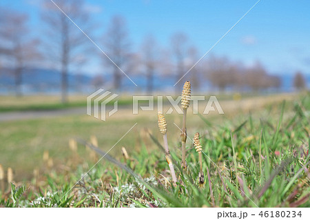 びわ湖のツクシ 46180234