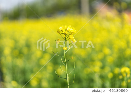 Canola flowers in a field Canola flowers in a field 46180860