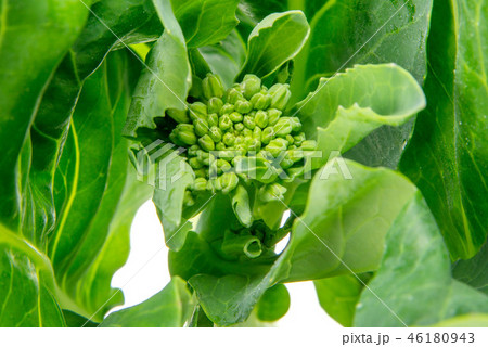 芥藍菜 46180943