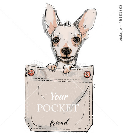 little dog in pocket little dog in pocket 46181338