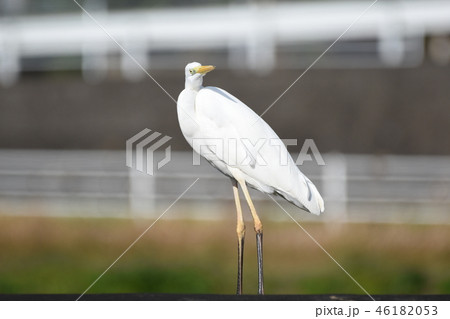 シラサギ 46182053