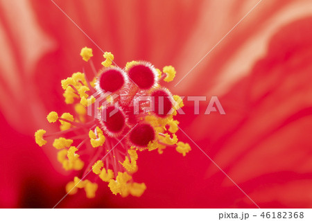 ハイビスカスの花芯 46182368