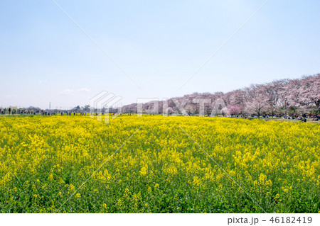埼玉県　幸手市　桜と菜の花・幸手権現堂桜堤（さってごんげんどうさくらつつみ） 46182419