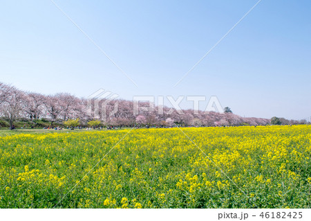 埼玉県 幸手市 桜と菜の花・幸手権現堂桜堤(さってごんげんどうさくらつつみ) 埼玉県 幸手市 桜と菜の花・幸手権現堂桜堤(さってごんげんどうさくらつつみ) 46182425