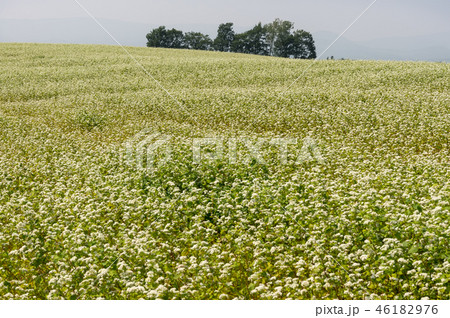 Field of buck wheat Field of buck wheat 46182976