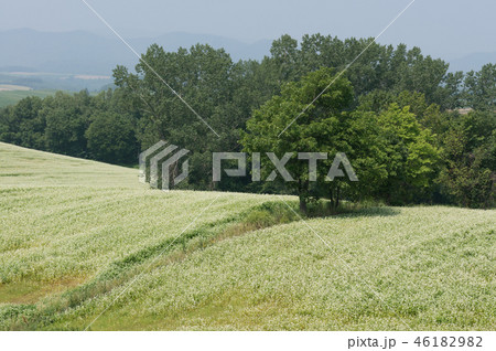 Field of buck wheat 46182982