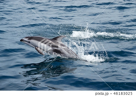 カマイルカのジャンプ カマイルカのジャンプ 46183025