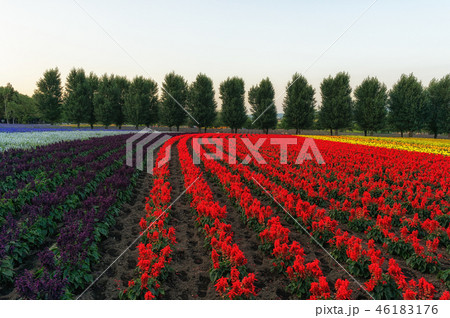 Field of flowers 46183176