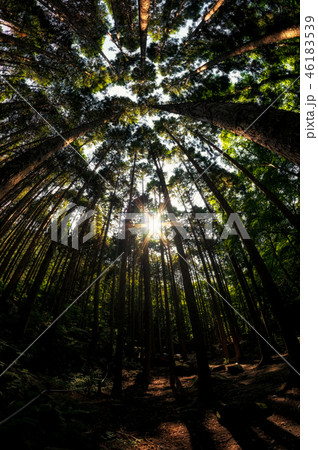 Looking up the cypress forest Looking up the cypress forest 46183539