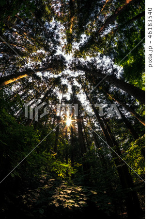 Looking up the cypress forest Looking up the cypress forest 46183540