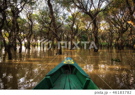 Tonle Sap Mangrove Forest Tonle Sap Mangrove Forest 46183782