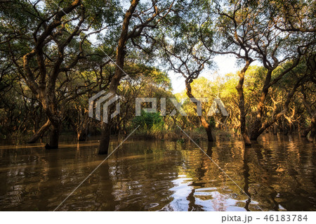 Tonle Sap Mangrove Forest 46183784
