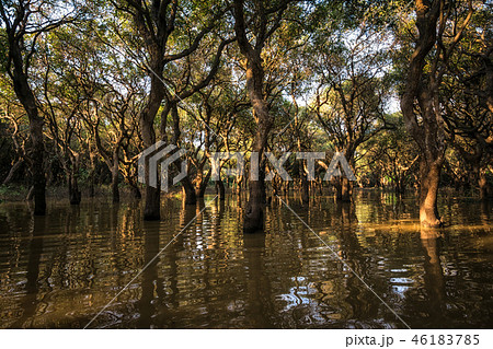 Tonle Sap Mangrove Forest 46183785