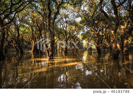 Tonle Sap Mangrove Forest Tonle Sap Mangrove Forest 46183786