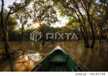 Tonle Sap Mangrove Forest Tonle Sap Mangrove Forest 46183788