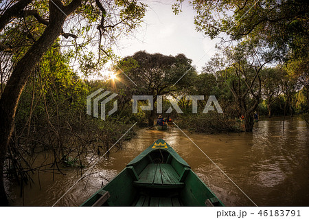 Tonle Sap Mangrove Forest 46183791