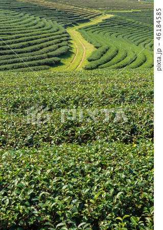 Green Tea fields. 46184585