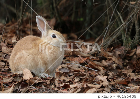 広島　大久野島のうさぎ 46185409
