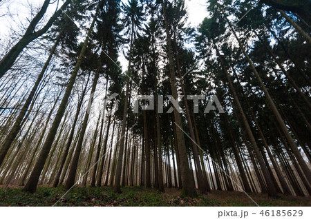 The Hallerbos in Winter The Hallerbos in Winter 46185629