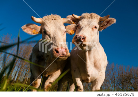 Curious Cattle Looking surprised Curious Cattle Looking surprised 46185679