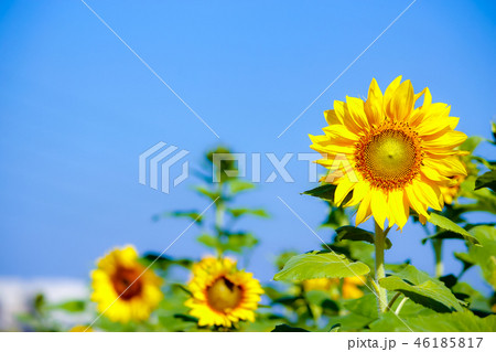 青い空 晴れた空 晴れ空 46185817