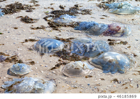 Dead jellyfish (Rhizostoma) washed ashore on beach 46185869