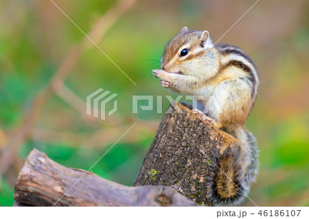 りす物語 46186107