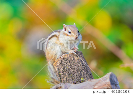 りす物語 46186108