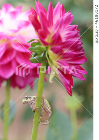 ダリアとカエル 46186172