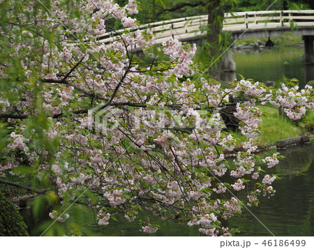 水辺の色 46186499