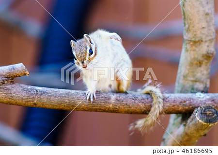 りす物語 46186695