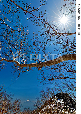 鳳凰三山・薬師岳のダケカンバと富士山 46186973