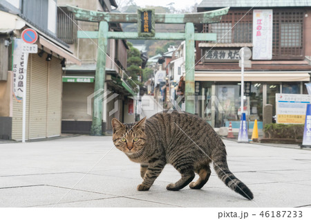 江ノ島の猫 46187233