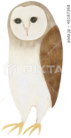 手描き どうぶつ 鳥 メンフクロウのイラスト素材