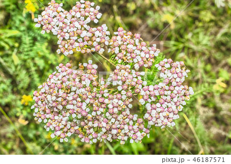 Macro photo of a white 46187571