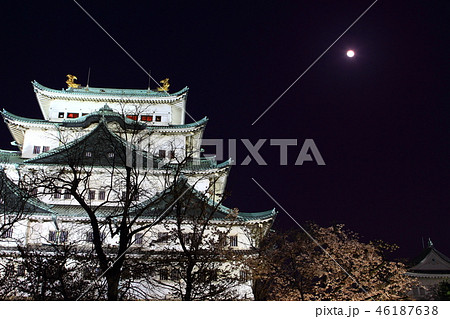 名古屋城の夜景と桜 46187638