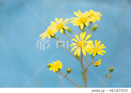 ツワブキ　花 46187950