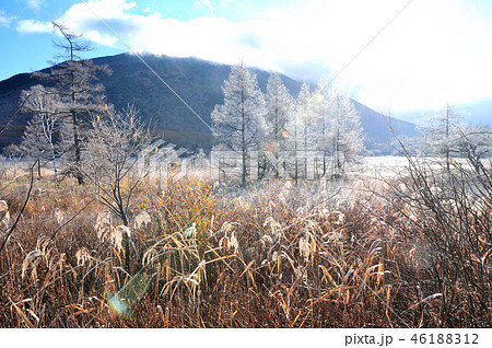 霜の降りた朝 戦場ヶ原の写真素材