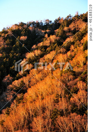 日光 金精峠の朝日に輝く白樺林 46188319