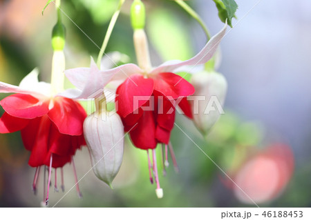 バレリーナのような赤白のフクシアの花 46188453