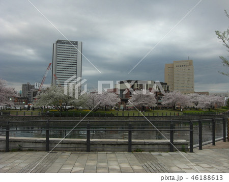 桜並木　みなとみらい 46188613