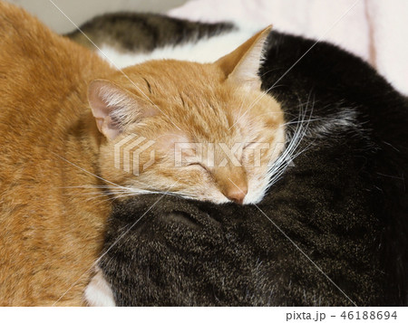 重なって眠る茶トラ猫のキキの写真素材