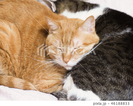重なって眠る茶トラ猫のキキの写真素材 4618