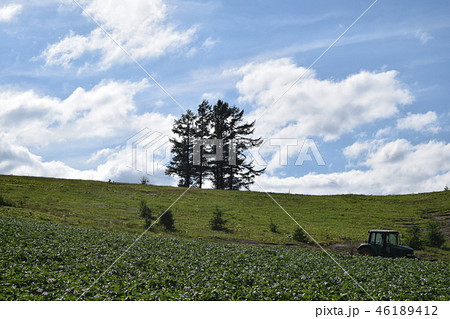 五本の木 五本の木 46189412