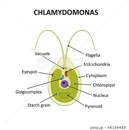 chlamydomonas diagram
