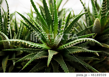 Houseplant succulent Haworthia grown indoors. 46189509